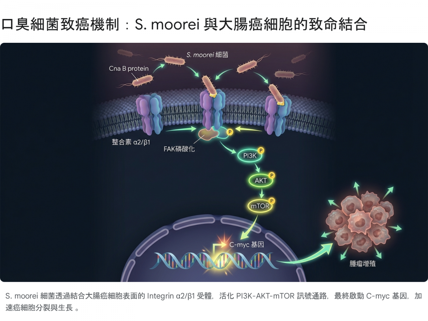 S. moorei 致癌機制